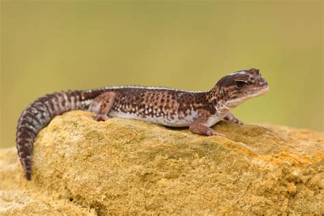 12 African Fat Tailed Gecko Facts Africas Incredible Lizard Species