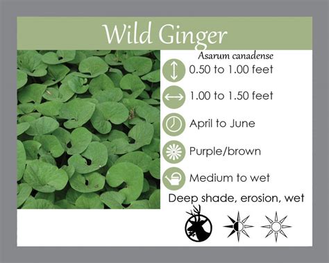 Buy Wild Ginger Laurens Garden Service Native Plant Shop