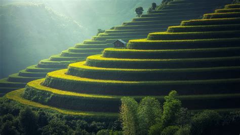 Rice Fields Wallpaper 4k Agriculture Paddy Fields