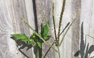 Crabgrass Seedheads Hoot Acre Farm