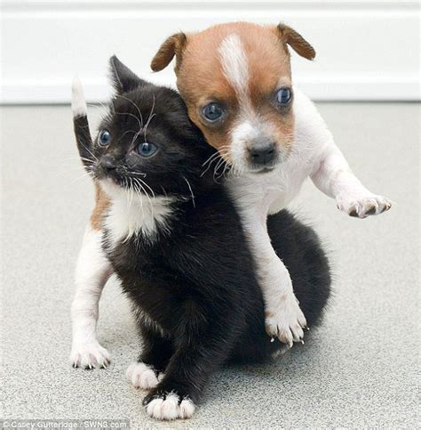Puppy And Kitten Best Friends 002 Funcage