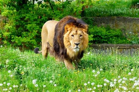 Gir National Park Know All About The Kingdom Of Asiatic Lions