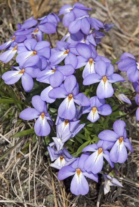 Maybe you would like to learn more about one of these? Bird's-Foot Violet on Long Island | New York Flora ...