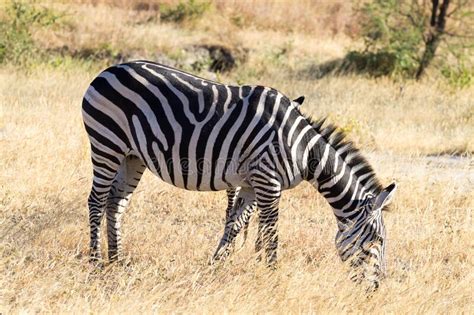 Zebras Close Up Tarangire National Park Tanzania Stock Image Image