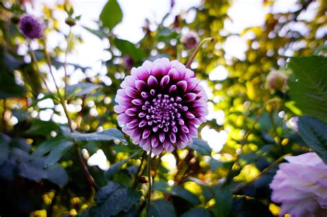 Dahlia Flower Purple Bloom Hd Wallpaper Peakpx