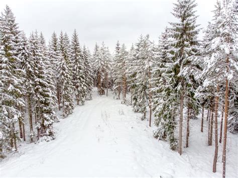 Evergreen Forest In Winter Stock Image Image Of Horizon 112062357