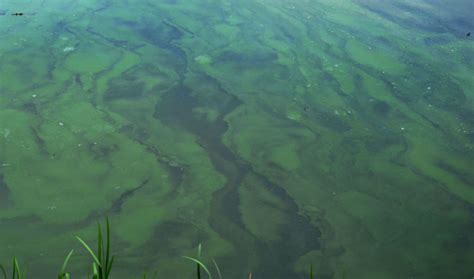 Lagoon Cyanobacteria Blue Green Algae Blooms Of Summer