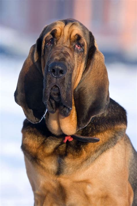 141 Best Images About Bloodhound On Pinterest Bloodhound Puppies