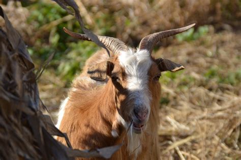 Fotos Gratis Cabras Cuerno Cabra Salvaje Fauna Silvestre Familia