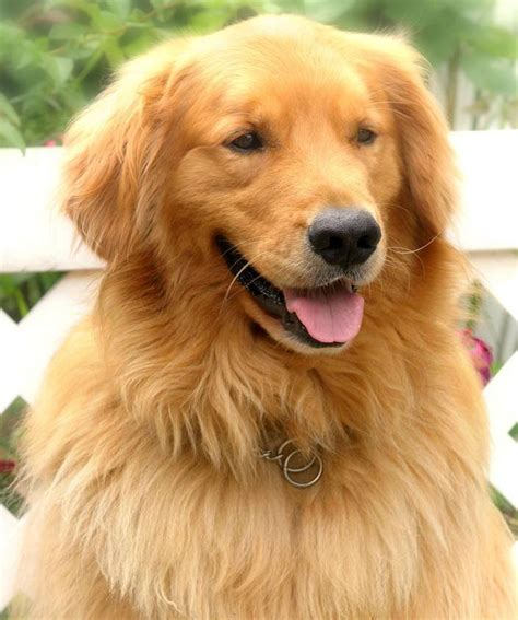 Golden Retrievers Site Everyth