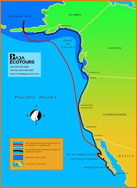 Map Of The Gray Whale Migration Baja Ecotours