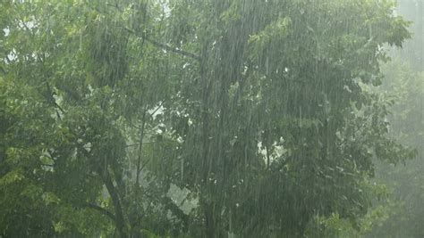 Summer Rain Showers Heavy Rainstorm Season Stock Footage Video 100