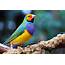 Gouldian Finch Bird Species Pro