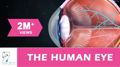 Human eye, specialized sense organ in humans that is capable of receiving visual images, which are relayed to the brain. The Human Eye - YouTube