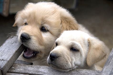 Two Cute Puppies Really Cute Pets And Animals