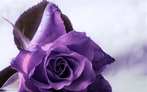 Purple Rose Backgrounds Wallpaper High Definition High Quality