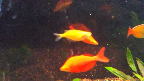 Rainbow Fish Aquarium 2014 09 23 Youtube
