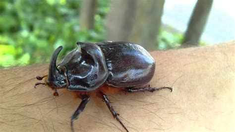 Der nashornkäfer (oryctes nasicornis) ist ein käfer aus der der familie der blatthornkäfer (scarabaeidae). Nashornkäfer - Prachtbursche - YouTube