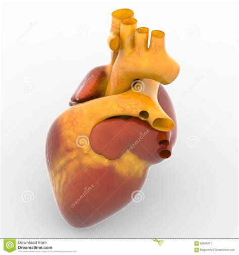Cuore Umano Illustrazione Di Stock Illustrazione Di Cardiologia 65665877