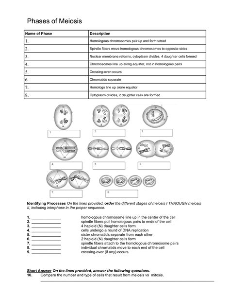 Stages Of Meiosis Worksheets Answers