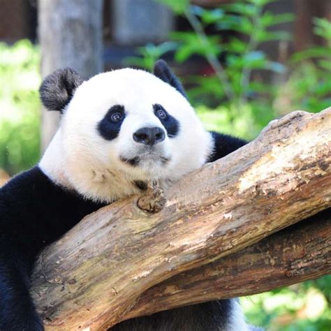 Giant Pandas Taken Off Global ‘endangered List As Population Rebounds