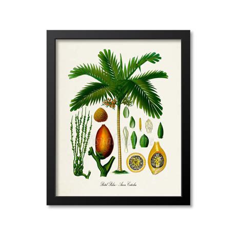 Betel Palm Tree Botanical Print Palm Tree Botanical Art Etsy