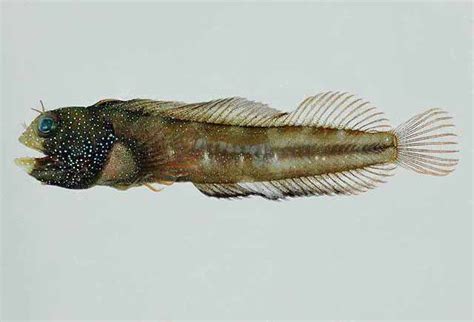 Shorefishes Image Contributors