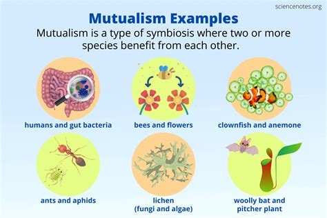 Mutualism Definition And Examples In Biology