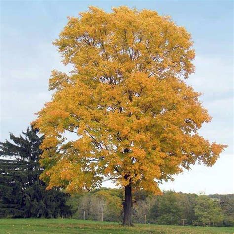 Silver Maple Grasshopper Gardens