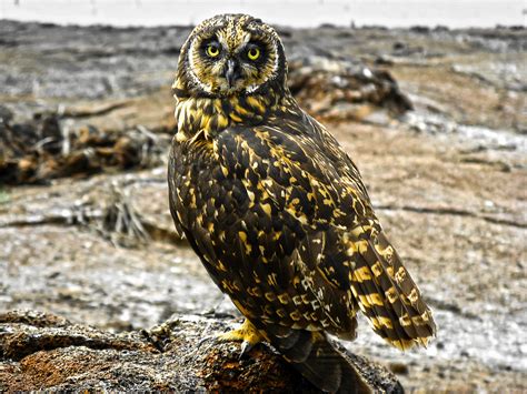 Eine eule auf burg trausnitz in landshut, niederbayern ab 2:05 hört man ihn rufen. Galapagos Eule Foto & Bild | tiere, wildlife, wild lebende ...