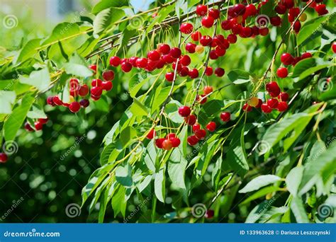 Red Sour Or Tart Cherries Growing On A Cherry Tree Stock Photo Image