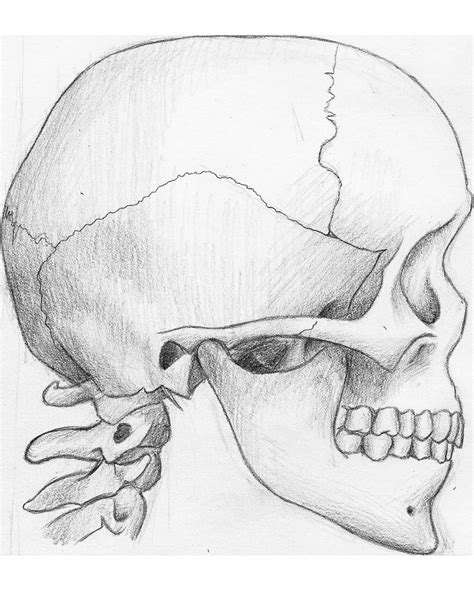 Skull Side View By Ziddius On Deviantart