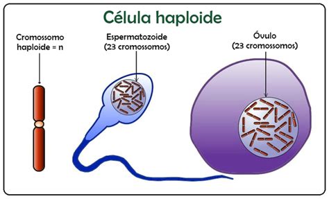 Jun 14, 2013 · animals are diploid. Haploid and diploid cells