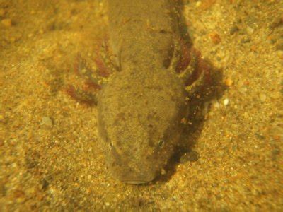 Salamanders Of North Dakota North Dakota Herp Atlas