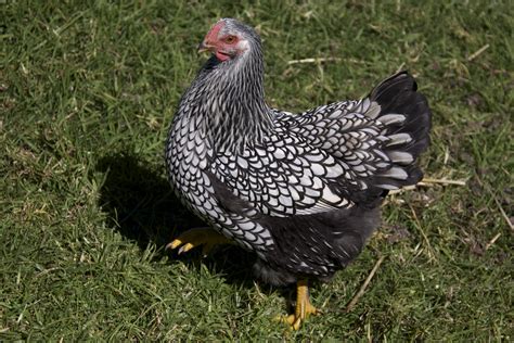 A Chicken Keepers Blog Chickens Top 5 Best Egg Laying Pure Breeds