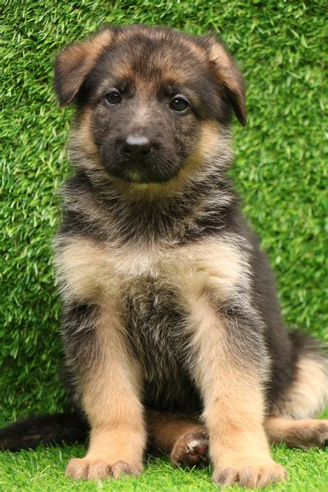 German Shepherd Puppy For Sale Delhi Ncr 100 Pure Breed Dav Pet Lovers