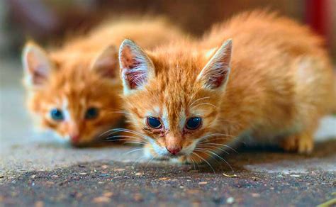 Mum never intended to take care of the cat and her kittens permanently but finds. What To Feed A Stray Cat - And How To Help Stray Cats And ...