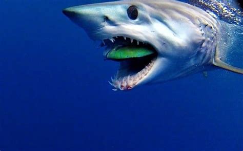 Mako Shark Eating A Dolphin Fish Shark Pinterest