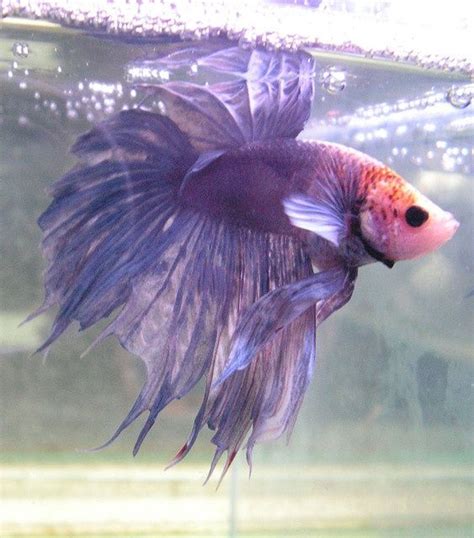 A forum community dedicated to betta fish owners and enthusiasts. Beautiful pale violet betta fish (com imagens) | Peixes ...