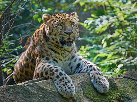 Amur Leopard Panthera Pardus Orientalis Stock Photo Image Of