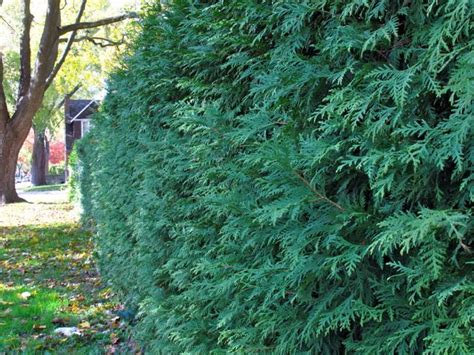 Evergreens Suitable For Hedging A Toronto Master Gardeners Guide