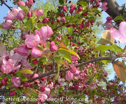 Planting disease resistant varieties is the best way to prevent apple scab. Flowering Crabapple Trees - Choose Disease-Resistant First ...