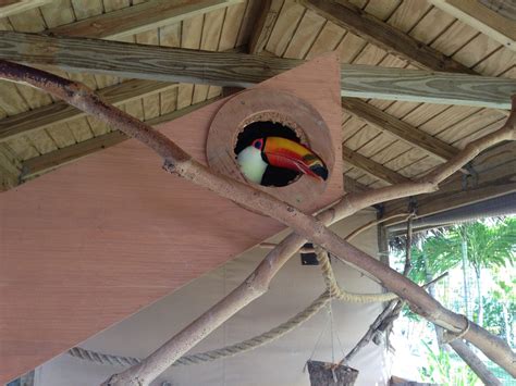 Toco Toucan In Nest Box Adventures In Toucanland