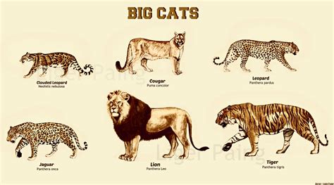 Big Cats Illustration Chart Lion Tiger Jaguar Leopard Etsy