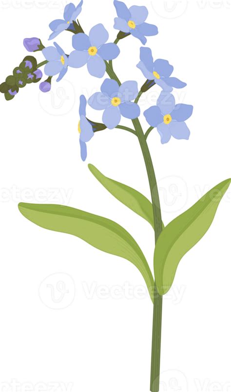 Blue Forget Me Not Flower Hand Drawn Illustration 10172819 Png