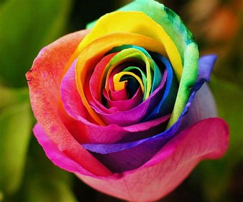 Rainbow Colored Roses Rainbow Colors Rainbows And Yards