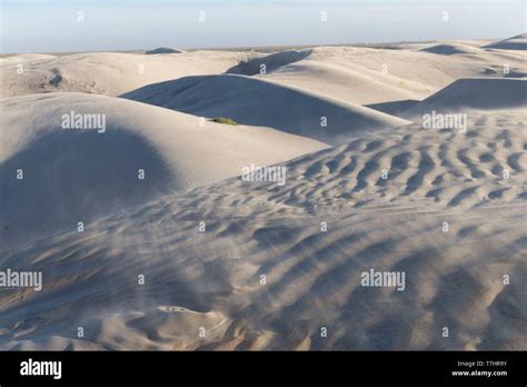 Mexico Baja California Sur Guerrero Negro Sand Dunes Of Dunas De Soledad Coastal Sand Dunes