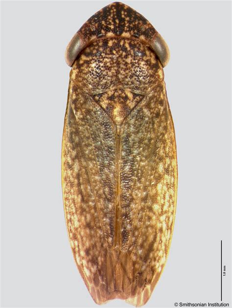Sharpshooter Leafhoppers Oragua Furva Young 1977a 635