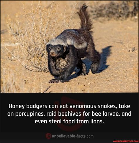 Na Honey Badgers Can Eat Venomous Snakes Take On Porcupines Raid