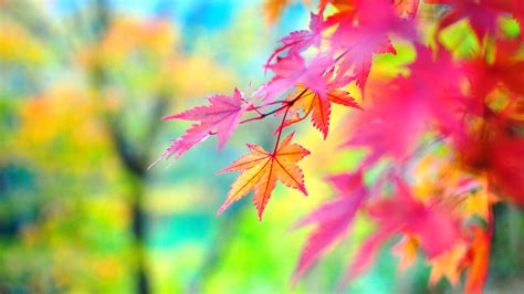 Download 2560x1440 Wallpaper Maple Leaves Fall Dual Wide Widescreen